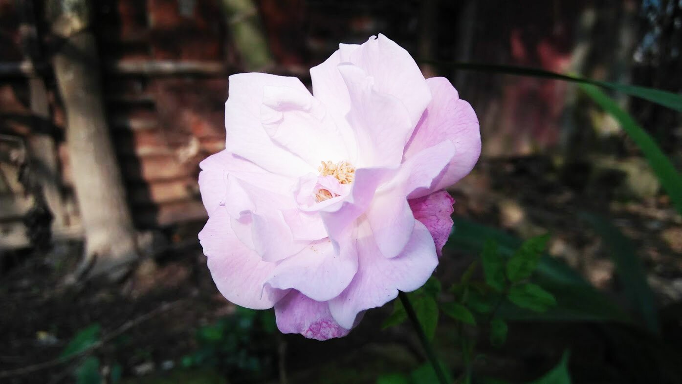 Bangladeshi Rose