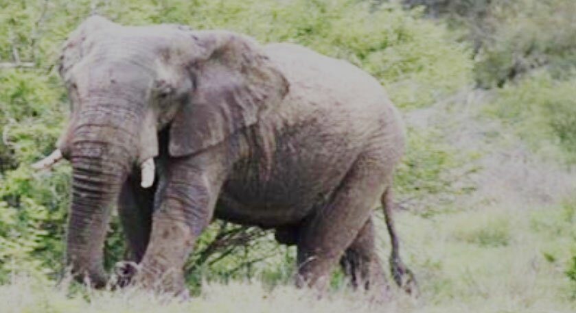 Elephant attack kills child in Boalkhali.