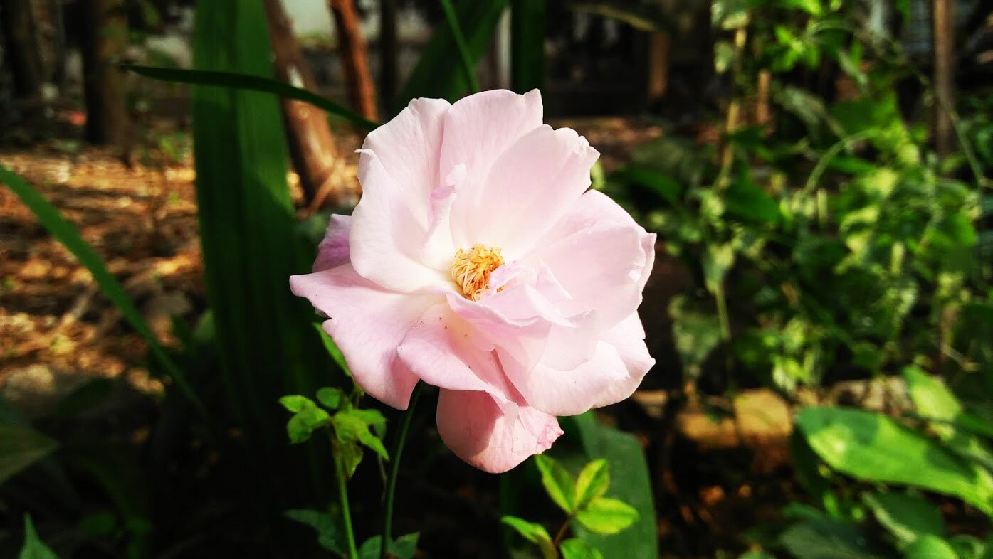 Bangladeshi Rose
